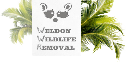 Weldon Wildlife Removal
