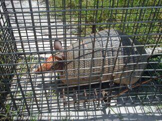 Armadillo Removal Pinellas County, Pasco County, Hillsborough County ...